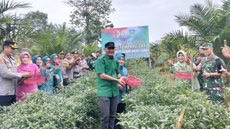 Bupati Sarolangun Hurmin Bersama Forkopimda Panen Perdana Cabe Merah dan Jagung Metode Tumpang Sari Di Desa Rantau Tenang 